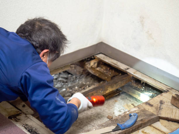 Trusted The Hideout, PA Mold Removal Experts