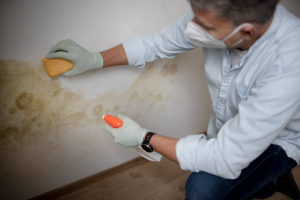 Best Mold Damage Repair  in The Hideout, PA