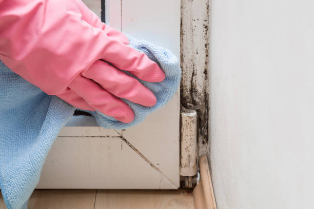 Best Toxic Mold Removal  in The Hideout, PA